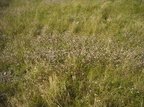 Trifolium arvense (Hare-kløver)