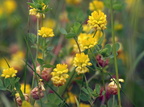 Trifolium campestre (Gul Kløver)