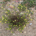 Trifolium campestre (Gul Kløver)