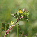 Trifolium dubium (Fin Kløver)