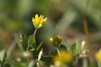 Trifolium dubium (Fin Kløver)