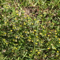 Trifolium_dubium_Fin_Kloever_27052014_Uhre_013.JPG