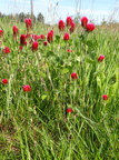 Trifolium incarnatum (Blod-Kløver)