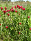 Trifolium incarnatum (Blod-Kløver)
