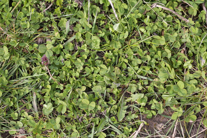 Trifolium_repens_Hvid-Kloever_04042014_Hestehave_Skov_Mols_003.JPG