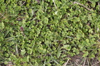 Trifolium repens (Hvid-Kløver)