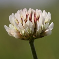 Trifolium_repens_Hvid-Kloever_27052014_Uhre_001.JPG