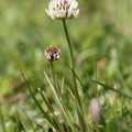 Trifolium_repens_Hvid-Kloever_27052014_Uhre_004.JPG
