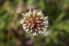 Trifolium repens (Hvid-Kløver)