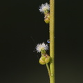 Triglochin_palustris_Kaer-Trehage_30052014_Moeltrup_002.JPG