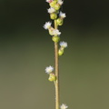 Triglochin palustris (Kær-Trehage)