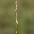 Triglochin palustris (Kær-Trehage)