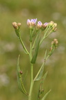 Tripolium vulgare (Strandasters)