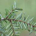 Tsuga heterophylla (Skarntydegran)