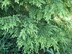 Tsuga heterophylla (Skarntydegran)