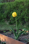 Tulipa gesneriana (Have-Tulipan)