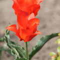 Tulipa_gesneriana_Have-tulipan_-_Roedhaette__Red_Riding_Hood_09052013_Agerbjerg_LSE_001.JPG
