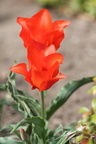 Tulipa gesneriana (Have-tulipan - Rødhætte, Red Riding Hood)