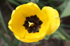 Tulipa gesneriana (Have-tulipan)