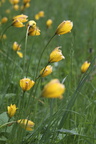 Tulipa sylvestris (Vild Tulipan)