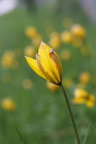 Tulipa sylvestris (Vild Tulipan)