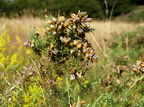Ulex europaeus (Tornblad)