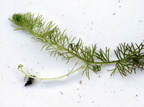 Utricularia australis (Slank blærerod)