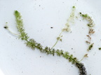 Utricularia australis (Slank blærerod)