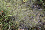 Utricularia intermedia (Storlæbet blærerod)