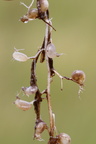 Utricularia intermedia (Storlæbet blærerod)
