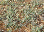 Vaccinium uliginosum (Mose-bølle)