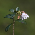 Vaccinium vitis-idaea (Tyttebær)