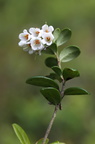 Vaccinium vitis-idaea (Tyttebær)