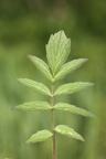 Valeriana sambucifolia ssp procurrens (Krybende Baldrian)
