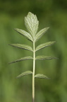 Valeriana sambucifolia ssp procurrens (Krybende Baldrian)