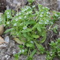 Valerianella locusta (Tandfri Vårsalat)