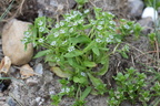 Valerianella locusta (Tandfri Vårsalat)
