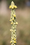 Verbascum densiflorum (Uldbladet Kongelys)