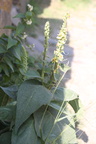 Verbascum densiflorum (Uldbladet Kongelys)