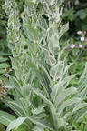Verbascum speciosum (Kandelaber-Kongelys)