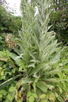 Verbascum speciosum (Kandelaber-Kongelys)