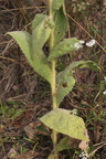 Verbascum thapsus (Filtbladet Kongelys)