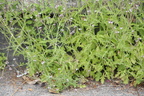 Verbena officinalis (Jernurt)