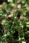 Veronica hederifolia ssp lucorum (Krat-Ærenpris)