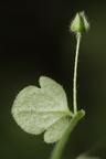 Veronica hederifolia ssp lucorum (Krat-Ærenpris)