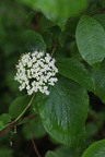 Viburnum lantana (Pibe-Kvalkved)