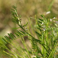Vicia hirsuta (Tofrøet vikke)