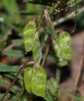 Vicia hirsuta (Tofrøet vikke)