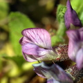 Vicia sepium (Gærde-vikke)