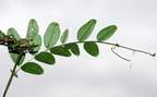 Vicia sepium (Gærde-vikke)
